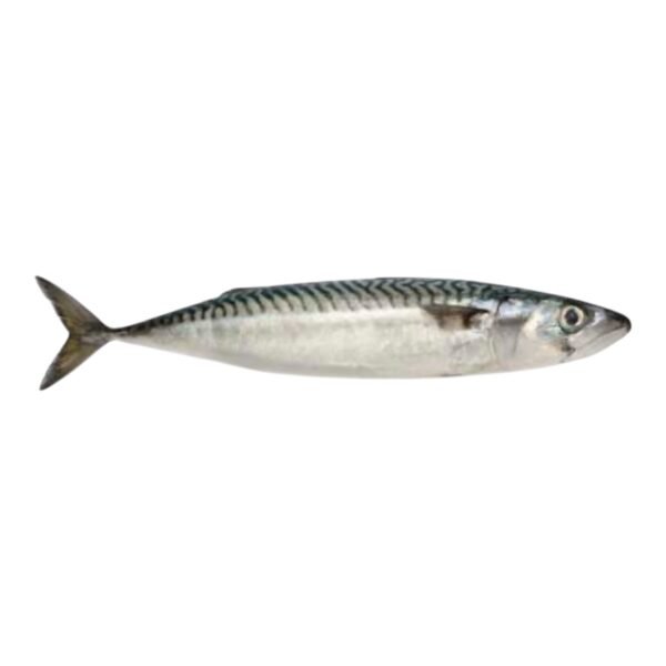 Poisson Maquereau  1 Unité (environ 500g)